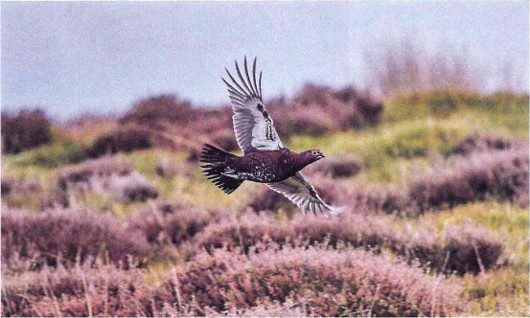 Grouse Moor Licensing