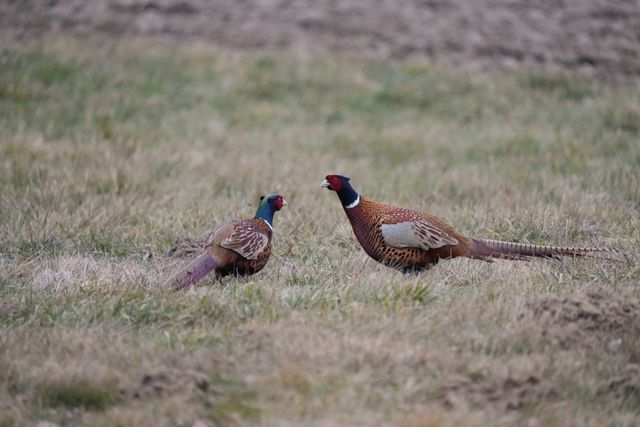 Grouse licensing changes